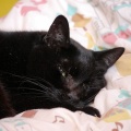愛猫元気くんの体調　その後