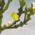 5月13日 Pagurixus maorus