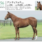 新入一口馬主の活動履歴