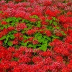心を大切に（旧思索の木蔭）