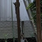 『言霊』２