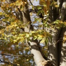 自分らしくある達人