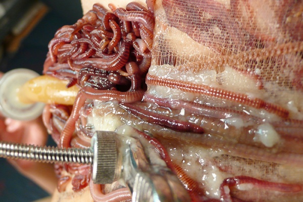 幻奇 販売サイト Xcream 15年07月