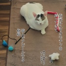 息子の認定調査に行ってきました。と、シアンなしずくちゃん作りました。