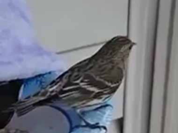 バードウォッチングってどうやるの？ 双眼鏡はいらない → 達人はこうします…