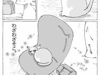 うちの犬のルカ。【９１】