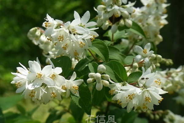 花信風 季節からのたより 歌