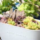 『12月1日に挿し木用に切った多肉植物を１月セリアの鉢に植えました』の画像