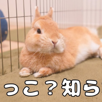 楽しく追いかけっこしてたのに いきなりスイッチが切れるうさぎさん キルアルーム