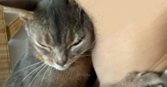 寝起き甘えん坊、抱っこボーイ