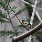 とりがあはっぴい