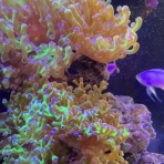 猫吉の海水魚日記