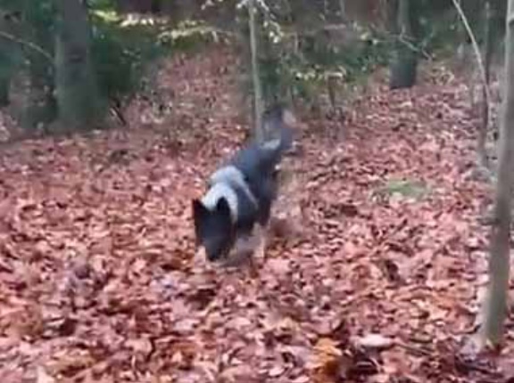 イヌを森の中に連れてきた。マークした１枚の葉を隠してみる → これが警察犬の能力です…