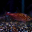 『6月20日(金)熱帯魚入荷情報②🐟』の画像