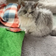 手作り猫ベッドがなかなか完成しない理由