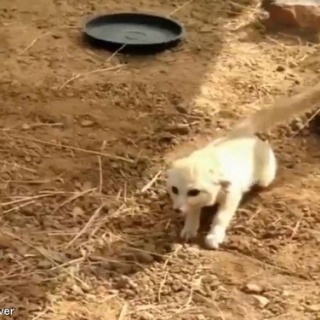 らばQ