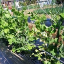 エンドウの誘引