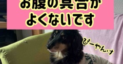 静かなるどん。