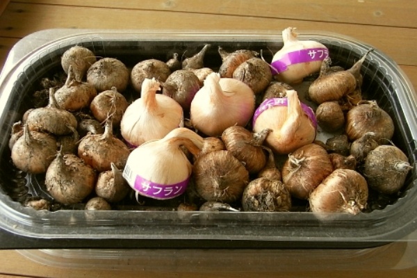 秋 サフラン 球根植え付け Kochan S ベランダ菜園blog マンションガーデニング 家庭菜園 仙台グルメ キャンペーン情報等