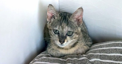 脱走猫わかちゃん