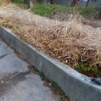  花好きおばあさんの　園芸ボランティア日記