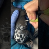 『馬のフィギュアをカスタムしてアパルーサに改造してみた』の画像