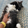 【ご飯日記】猫吸い・ファーマーズマーケットの材料でランチ・お寿司ディナー