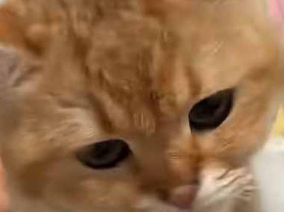 うちの猫にビスケットをあげてみた。これはいらん、いらん！ → 猫はこうなります…