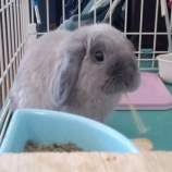 『夜間救急動物病院へ・・・』の画像