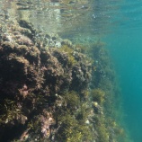 『【宿根木】宿根木遊歩道すぐ近く 海中カラフルな岩礁』の画像