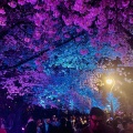 扇町の桜まつり🌸