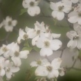 ズマールで撮る白い花水木