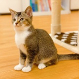 『【猫】子猫５頭の里親募集を開始しました』の画像