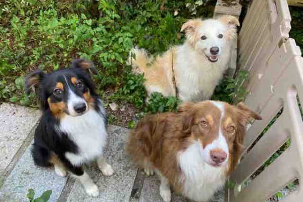 オーストラリアンシェパード との 暮らし