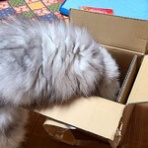 二人で暮らすに猫が来た・・とうとう