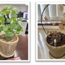 第16回：観葉植物が教えてくれたこと