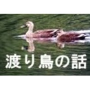 渡り鳥と平池緑地公園の野鳥