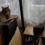 へなちょこのつぶやき