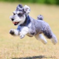 5-16-2　衣川　こたろうくん　3歳　南あわじドッグラン・飛行犬撮影所にて