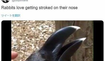 【動画】「ウサギとカラス、どっちに見える?」人によって見え方の違う動画が話題に