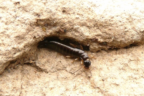 昆虫撮集 ハサミムシ目 昆虫撮集 ハサミムシ目