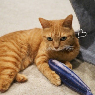 湘南凸凹柴WAN日記