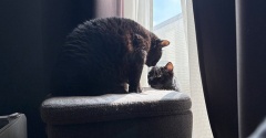 朝の猫たちのやりとり