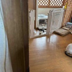 ねこさま王国