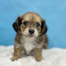 今週入舎のわんちゃん達🐶🐾