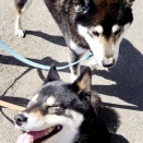 カケスの目つき