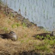 夕方の風景 田んぼのカルガモ