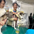 マラミュートハーフのミューちゃん、明日オペ👌