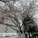 【速報】バンダナ刑事の未来予想！「4/1のプロレスの男」