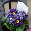 麻野間ジュリアンでゼブラ&ヘデラ雪の華